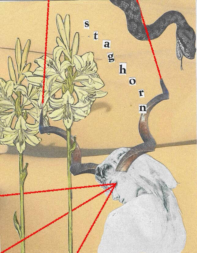 The Dove & The Fox